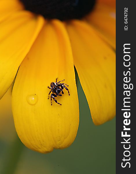 Spider on a brown eyed susan