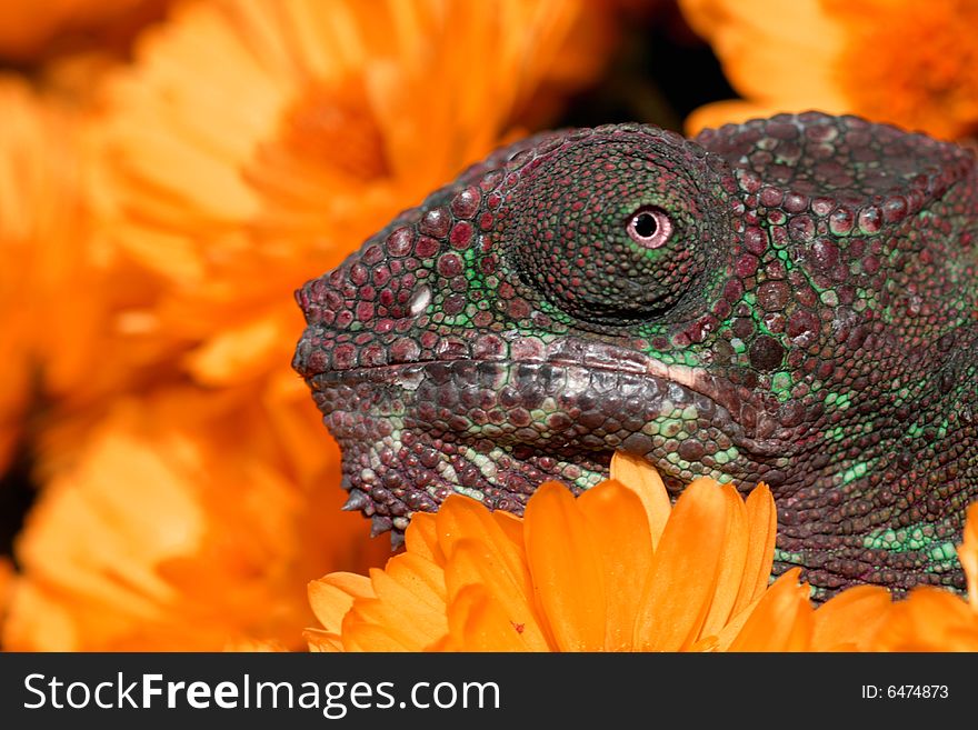Image of a young male panther chameleon.