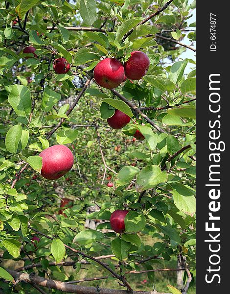 Pretty red apples in an apple tree with more trees in the background. Pretty red apples in an apple tree with more trees in the background