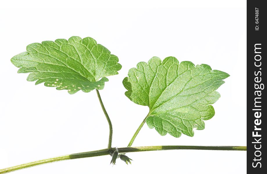 Lovely close-up of a green leaves against white background. useful design element. Lovely close-up of a green leaves against white background. useful design element.