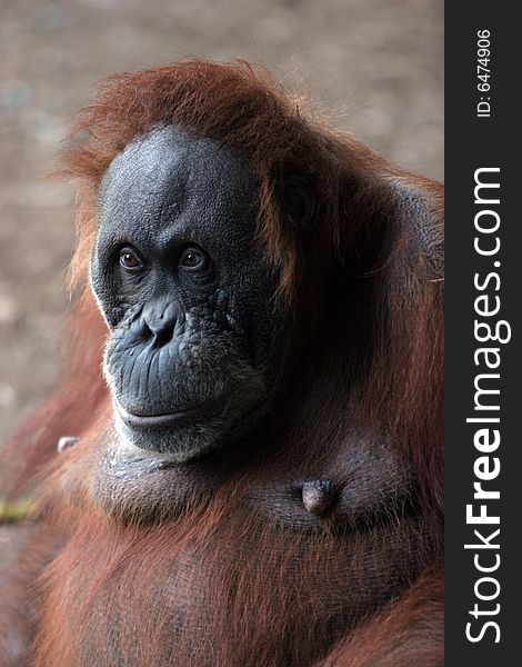 Large Orangutan Looking Serious