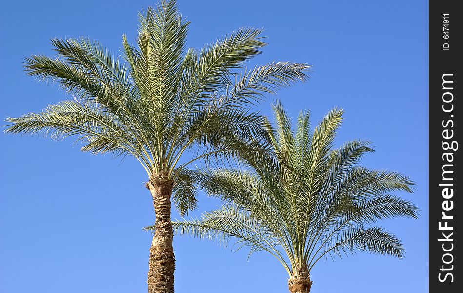 Image of two date palm tree head leaves in full bloom against a blue sky. Image of two date palm tree head leaves in full bloom against a blue sky.