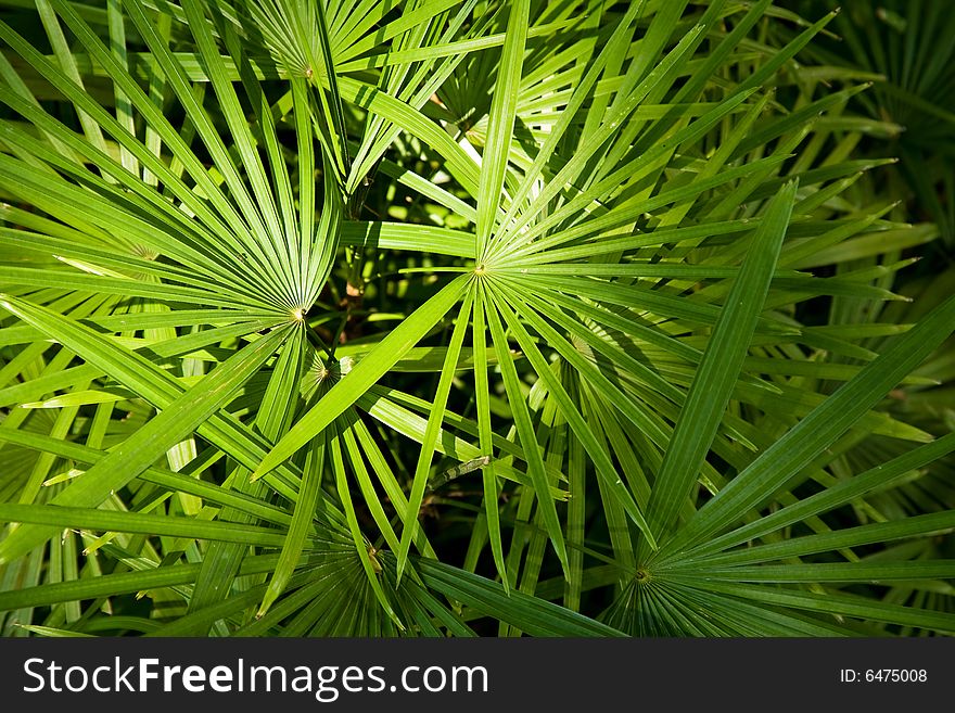 Fresh green leaf of a plant with sun shine on it. Fresh green leaf of a plant with sun shine on it