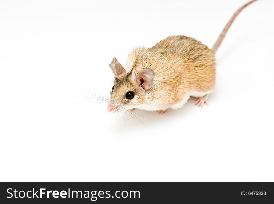 Acomys cahirinus Desmarest (Cairo mouse) on white background