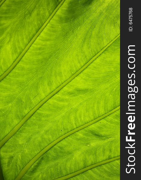 Frensh Green Leaf Texture