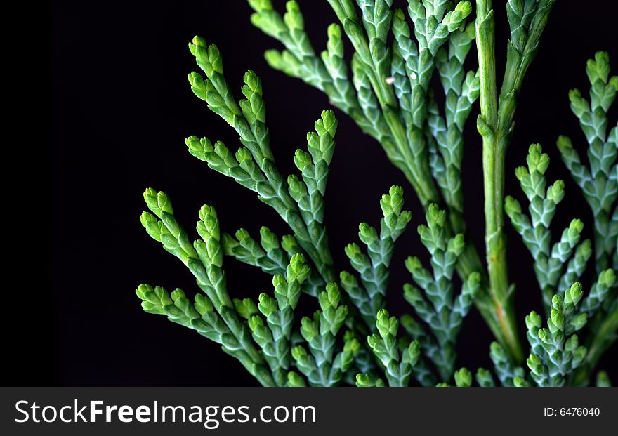 Close-up of the foliage of a fir tree against black background. useful design element.