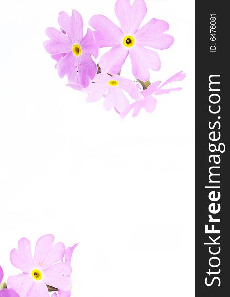 Beautiful light purple flowers against white background. useful design element.