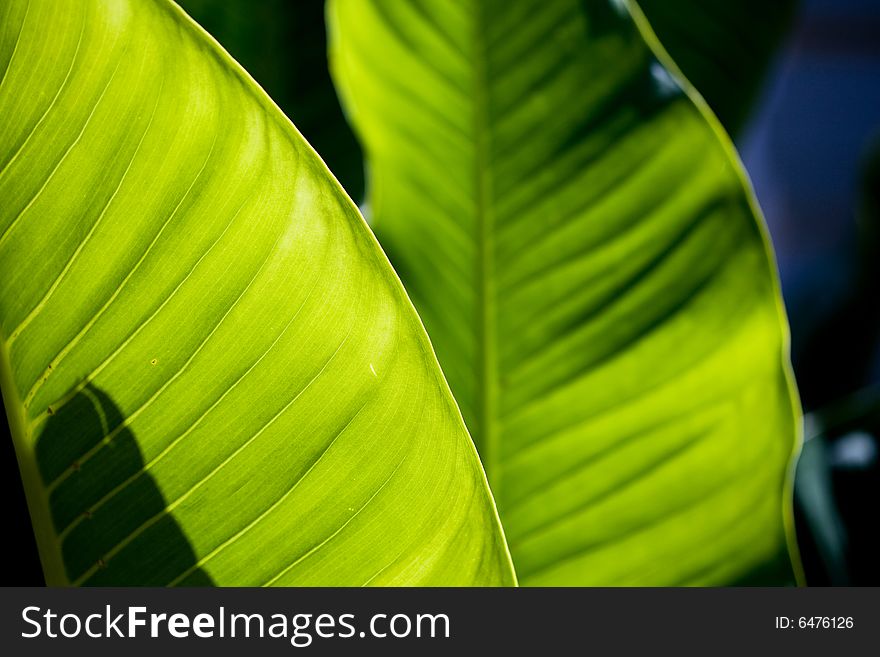 Fresh Green Leaf Texture