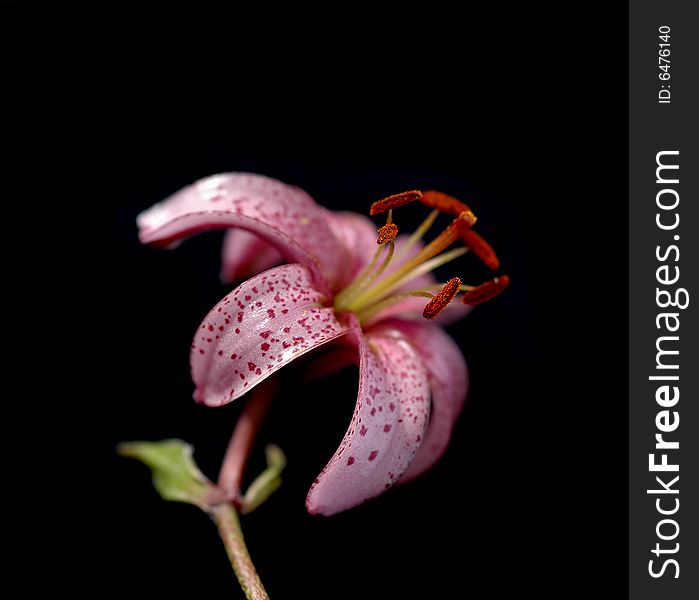 A beautiful lily against black background. useful design element.