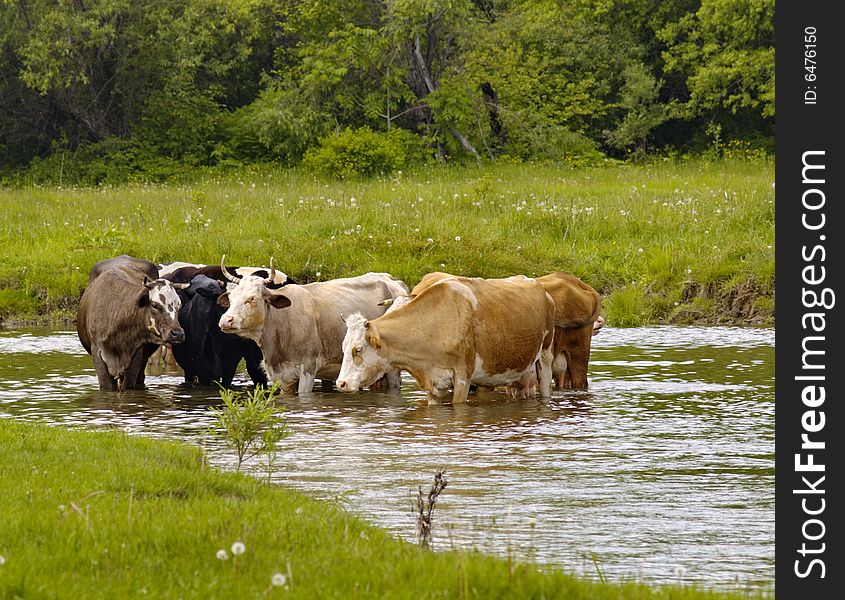 Summer landscape with cows in the river. Summer landscape with cows in the river