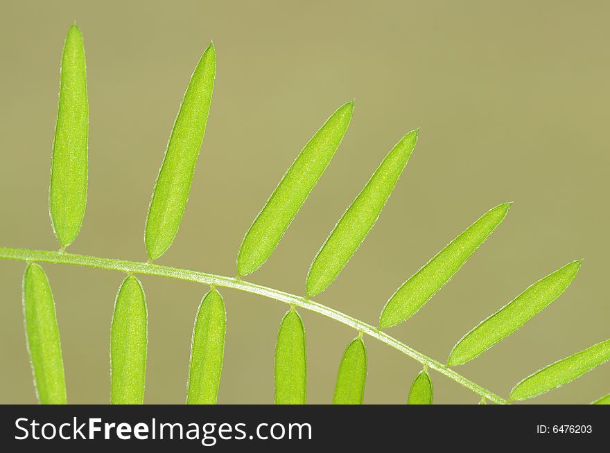 Young green leaves against green background. deliberate use of very shallow depth of field. useful design element.