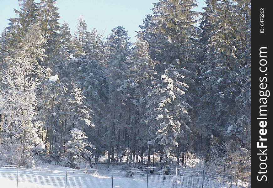 Winter forest, high douglas fir trees against blue sky with a few clouds at dusk, fence and snow