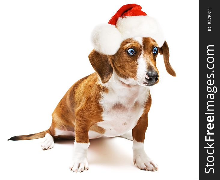 Sweet Dachshund ( teckel ) dog sitting on a white background with a santa hat. Sweet Dachshund ( teckel ) dog sitting on a white background with a santa hat
