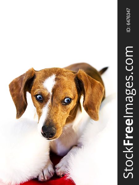 A dachshund puppy resting on a santa claus hat