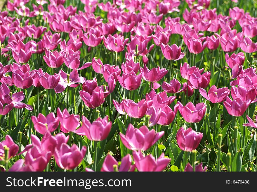 A cluster of pink tulips