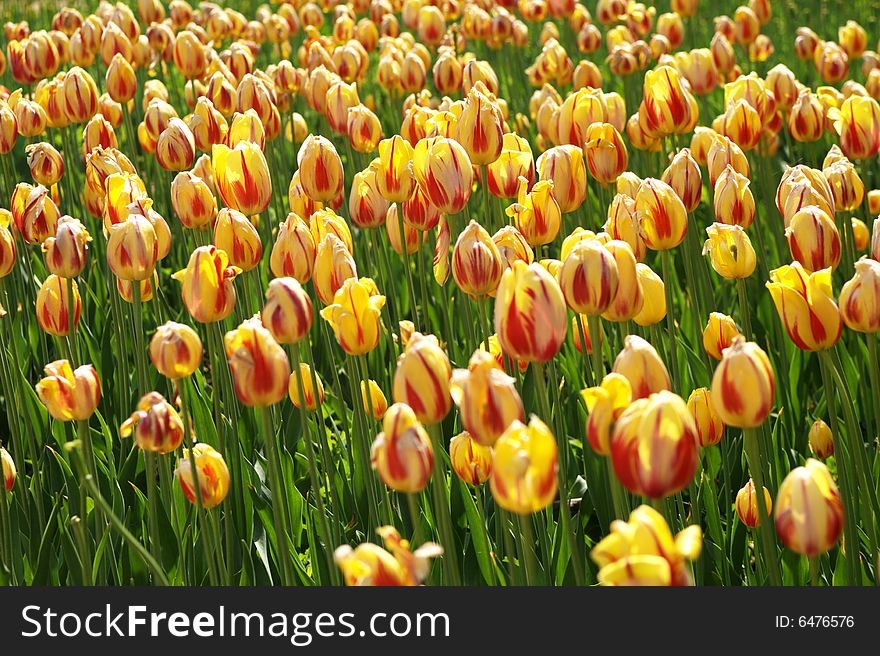 A cluster of yellow tulips