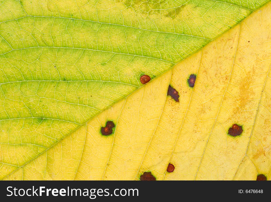 Close-up of yellow-green leaf - background. Close-up of yellow-green leaf - background.