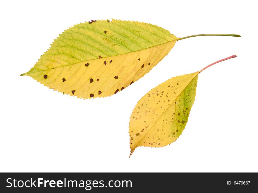 Two yellow leaves isolated on white background