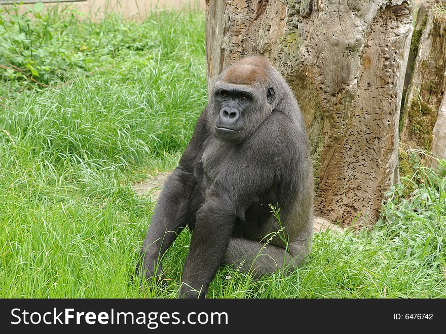 Old gorilla is sitting outside in the gras