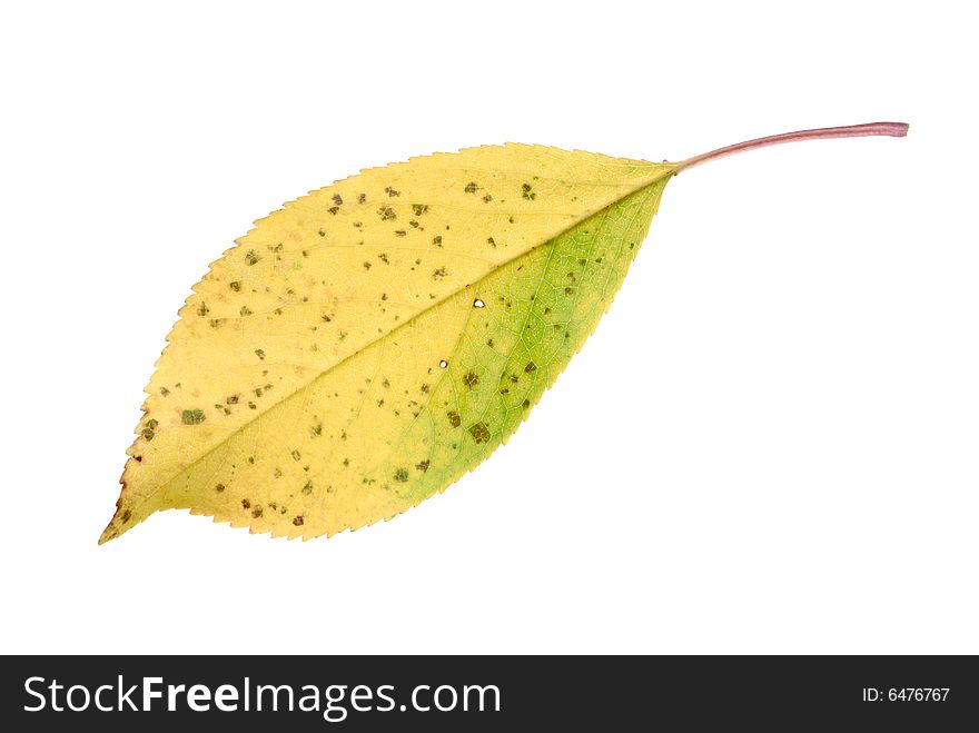Yellow leaf isolated on white background. Yellow leaf isolated on white background