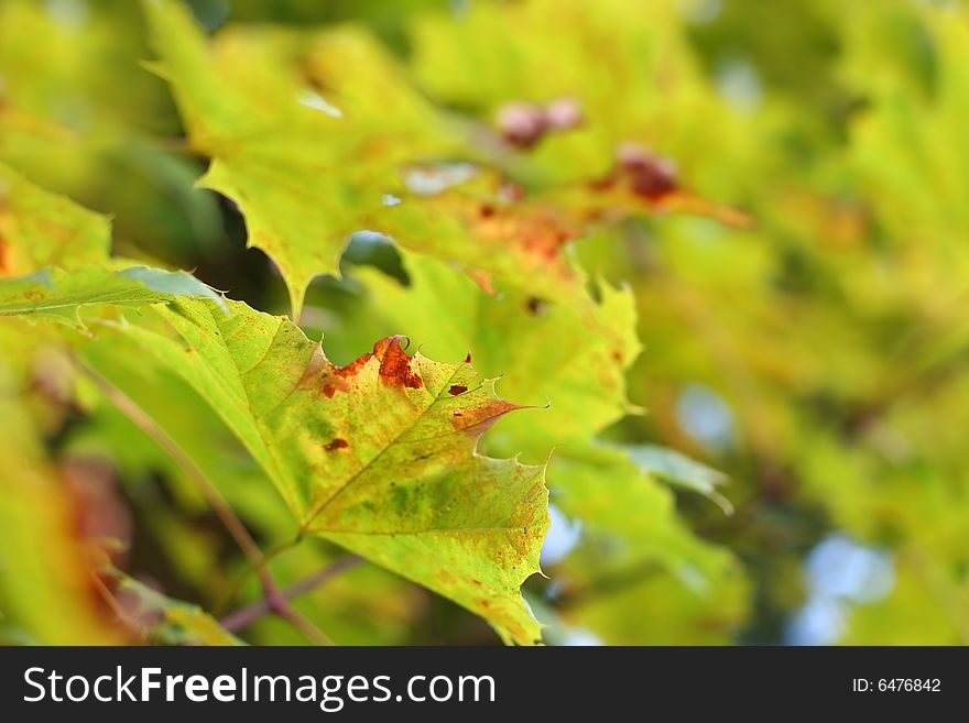 Floral background with autumn leaves