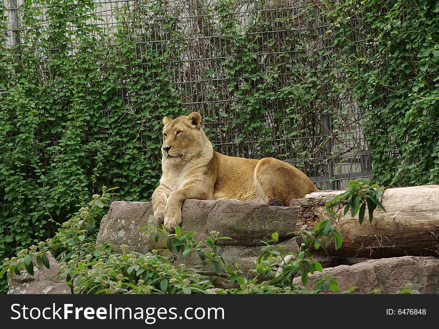 Lion lady is laying down on some wood