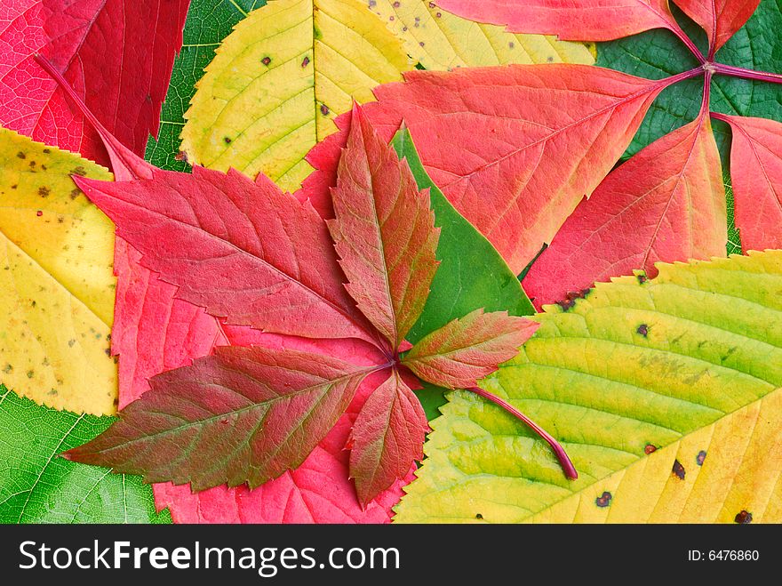 Red, green, yellow leaves - autumn background
