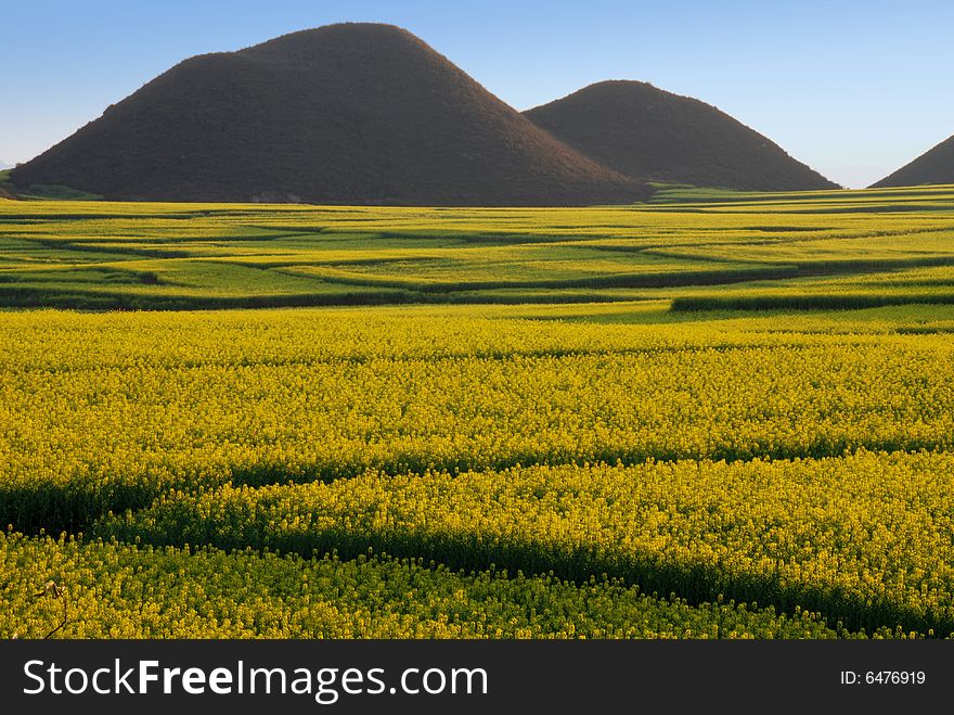 The photography place is the Chinese Yunnan Province Luoning County, there has planted the very big area rape, is in full bloom when the spring oil cauliflower, is very beautiful . The photography place is the Chinese Yunnan Province Luoning County, there has planted the very big area rape, is in full bloom when the spring oil cauliflower, is very beautiful