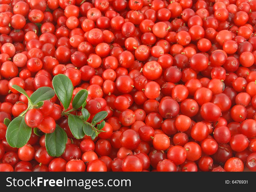 Ripe red cowberries wiyh branch of berries