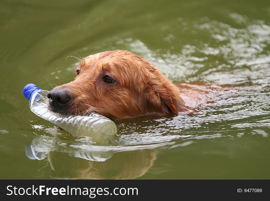 Dog Picking Up Rubbish In The Pool