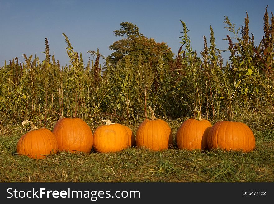 A row of freshly picked pumpkins in a field. A row of freshly picked pumpkins in a field