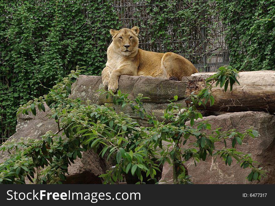 Lion lady is laying down on some wood