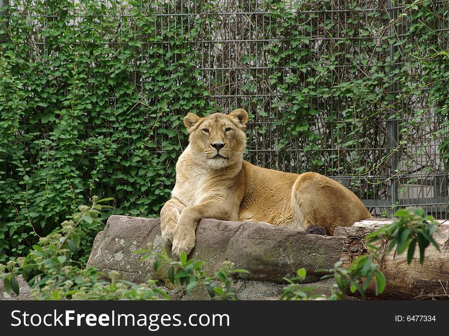 Lion lady is laying down on some wood. Lion lady is laying down on some wood