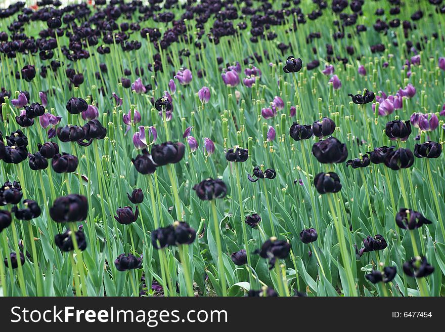 A cluster of purple tulips