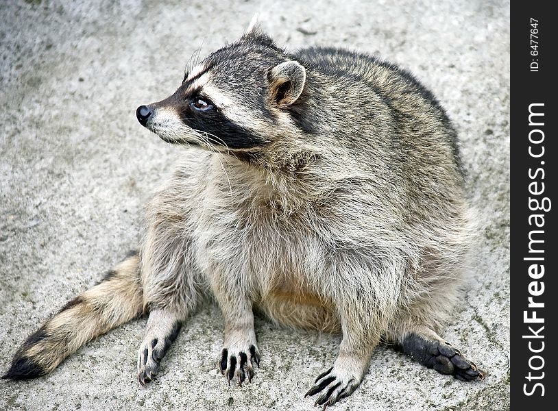 Portrait of racoon sitting on the stone. Portrait of racoon sitting on the stone