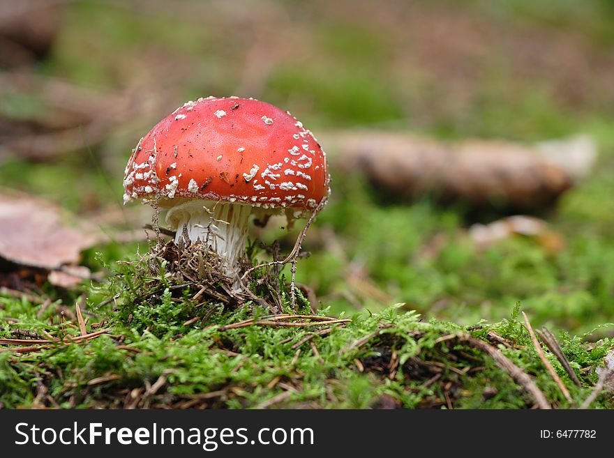 The Red Poisonous Toadstool Mushroom