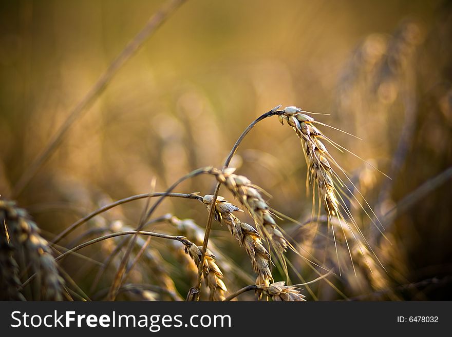 Wheat in Field