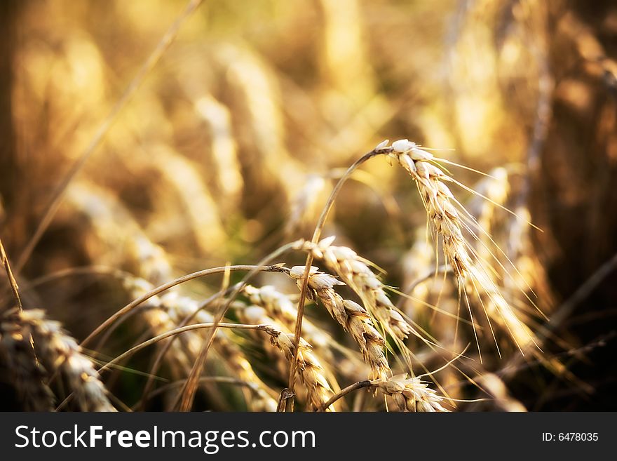 Wheat in Field