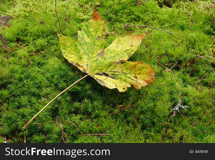 Colorful Fallen Leaf On The Green Moss Autumn Background