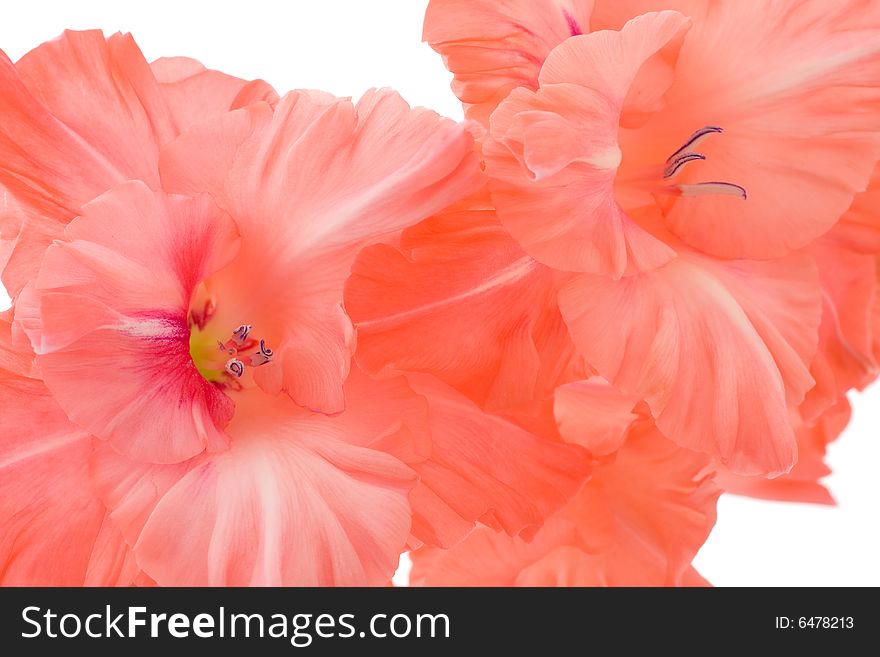 Red gladiolus isolated on a white