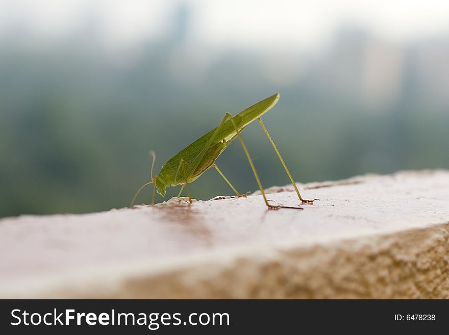 Close up to green grasshoppergrashopper. Close up to green grasshoppergrashopper