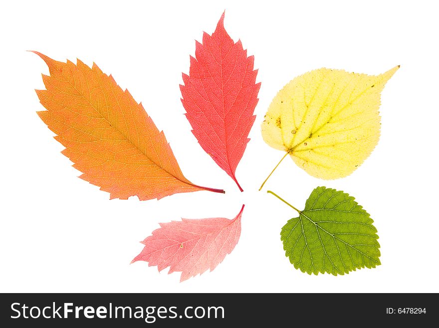 Colorful leaves isolated on a white