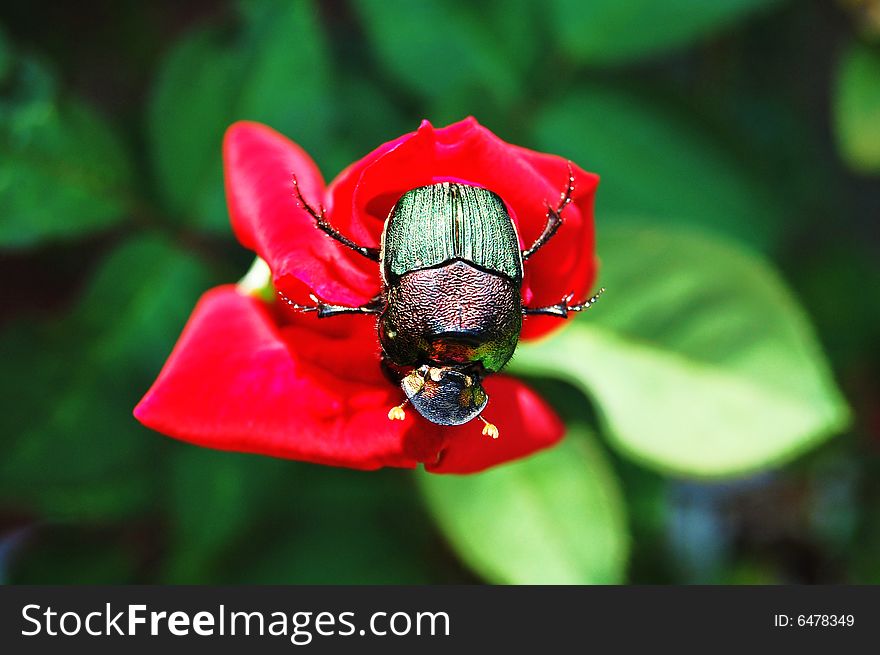Colored beetle on red rose. Colored beetle on red rose