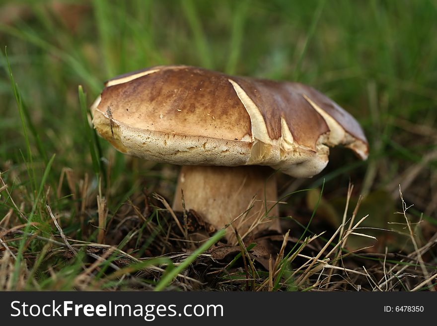 Autumn scene: big brown mushroom in a field of grass