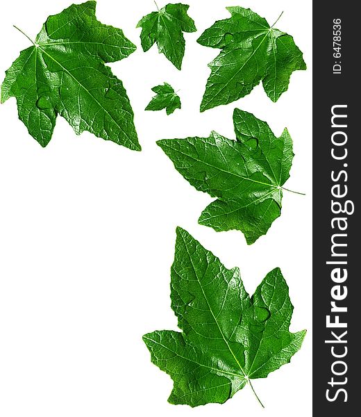 Green leafs on white background