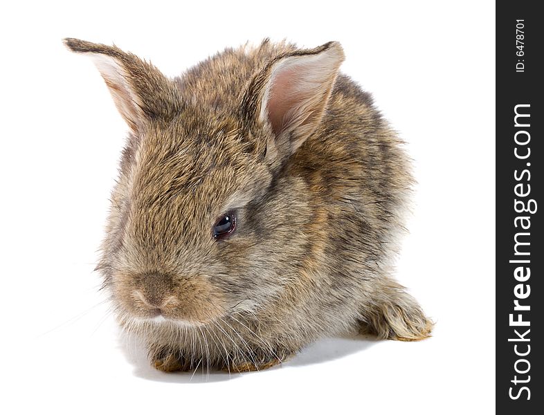 Close-up small baby rabbit, isolated on white