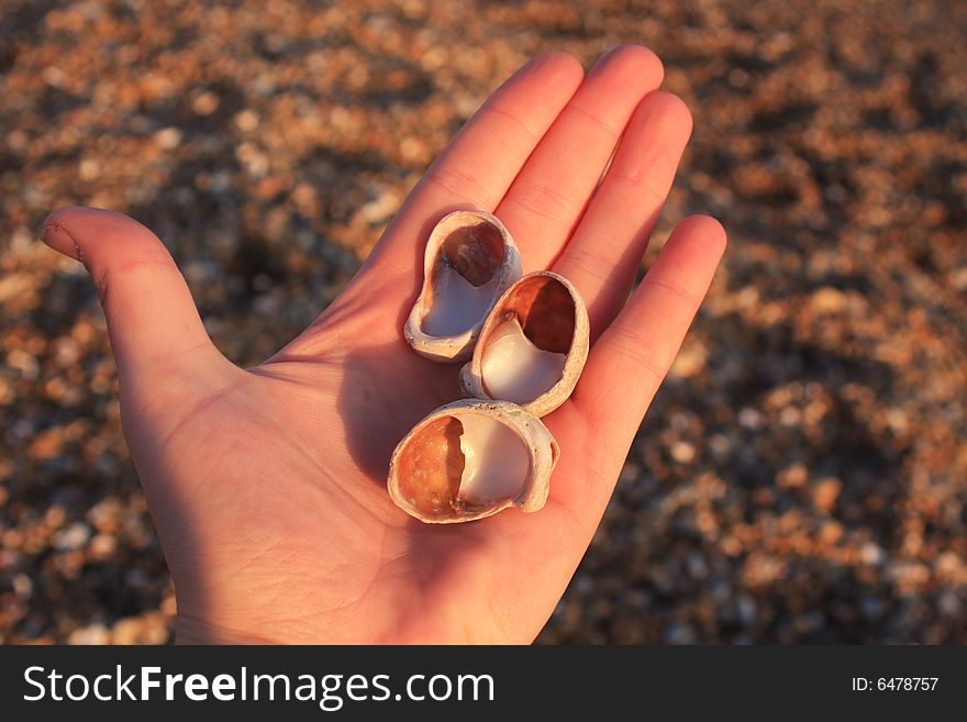 Hand showing shells with pebbly background. Hand showing shells with pebbly background