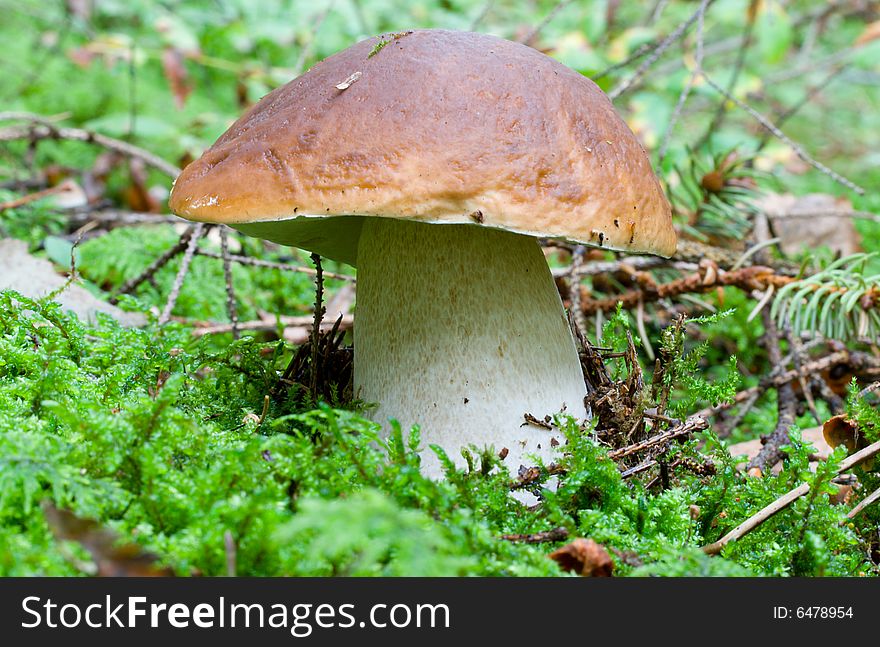 Close-up boletus in forest. Close-up boletus in forest