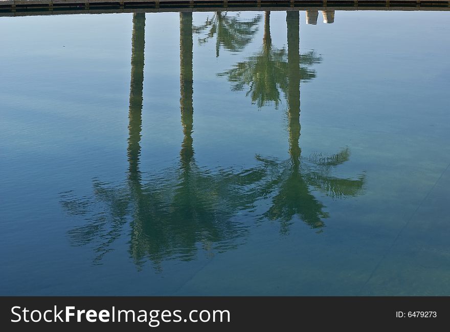 Plam Tree Reflections