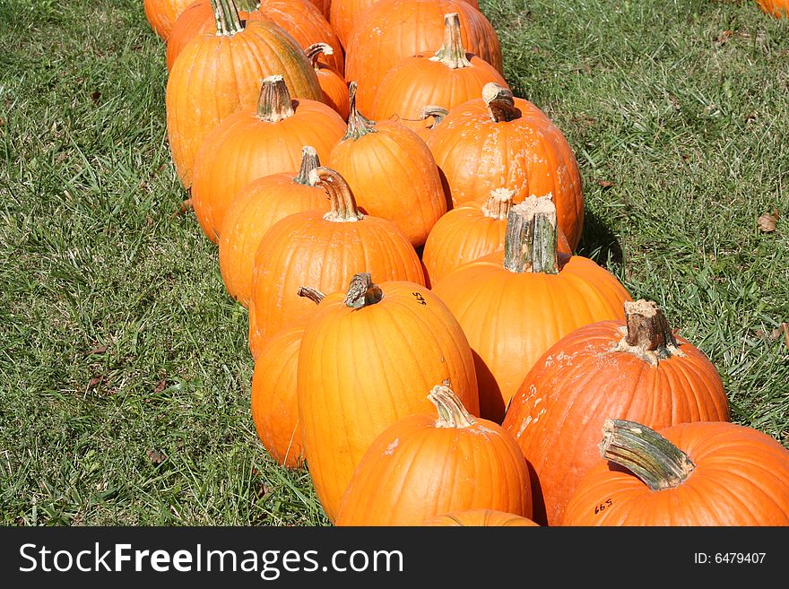 Pumpkin field on a bright autumn day